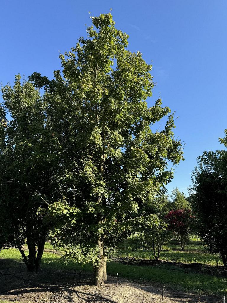 Acer campestre
