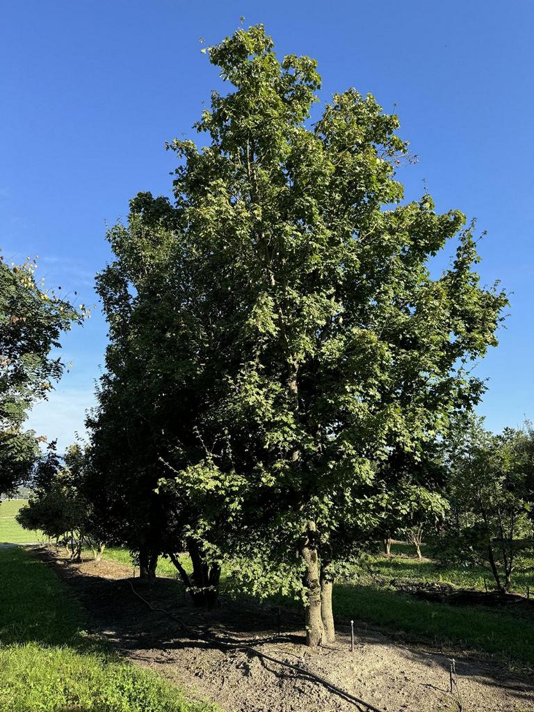 Acer campestre