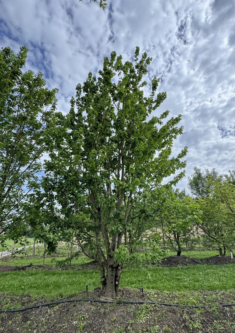 Acer campestre