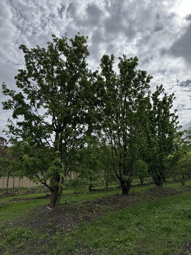 Acer campestre