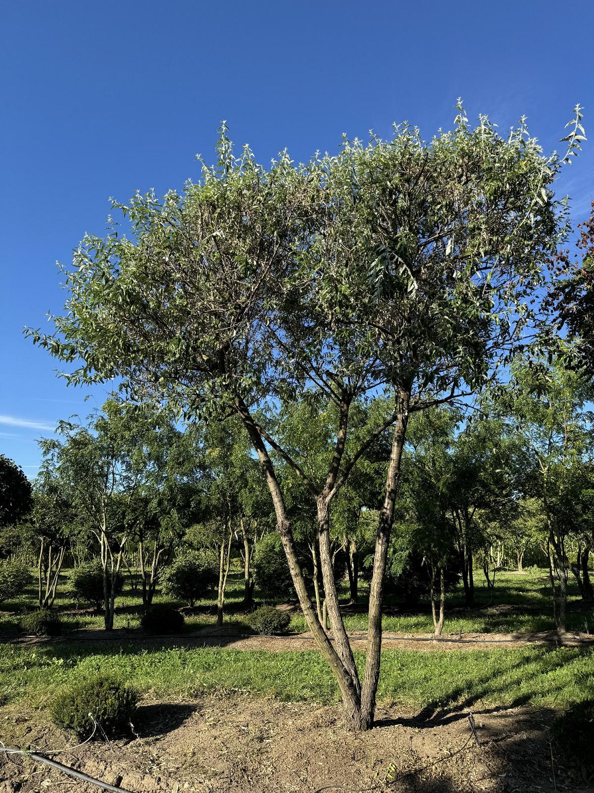 Elaeagnus angustifolia Schirmform