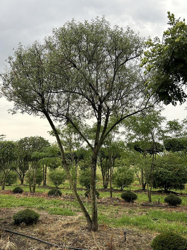 Elaeagnus angustifolia Schirmform