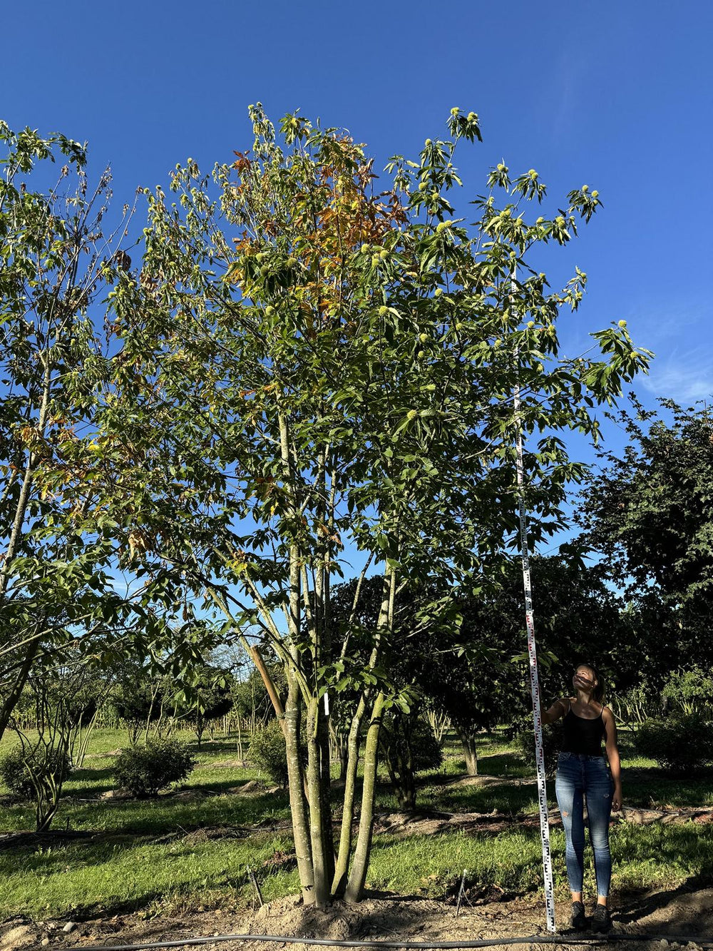 Castanea sativa