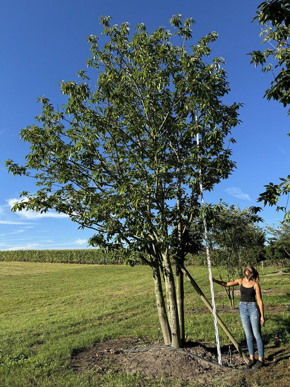 Castanea sativa