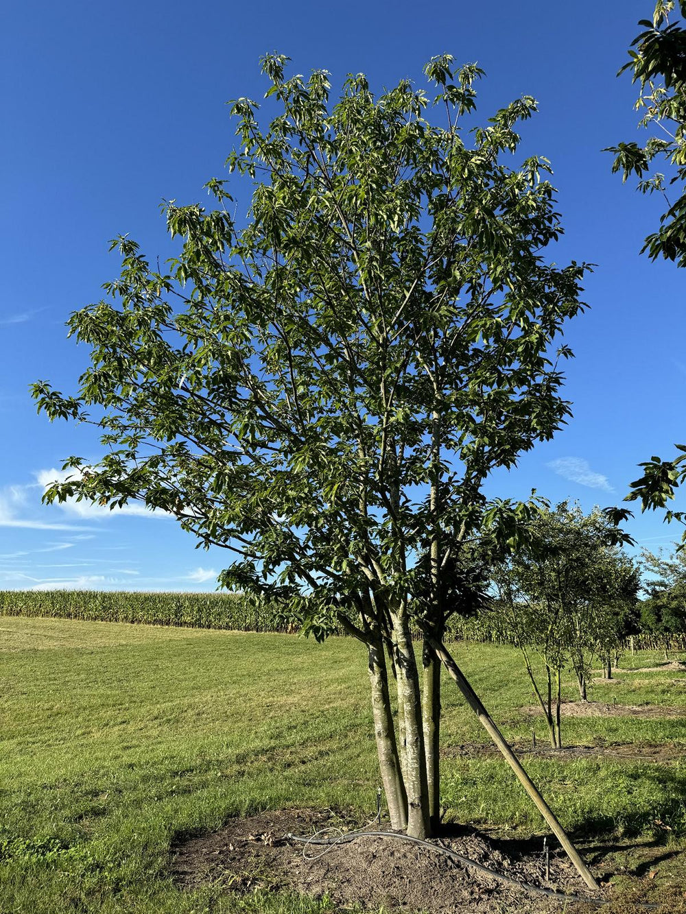 Castanea sativa