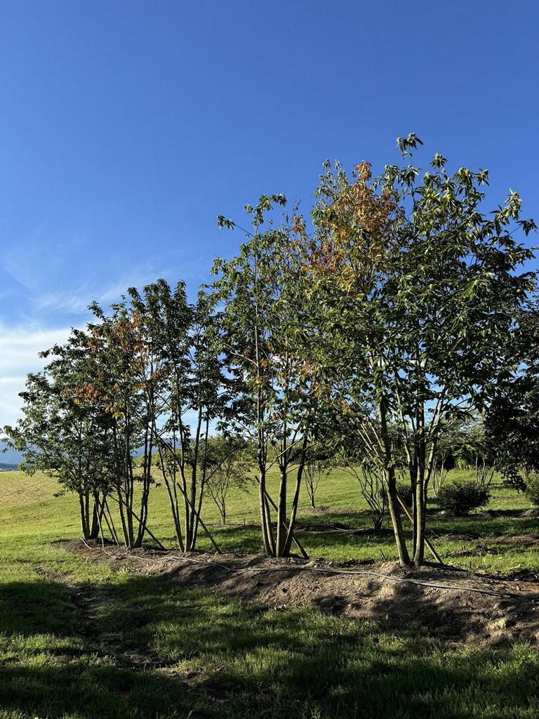 Castanea sativa