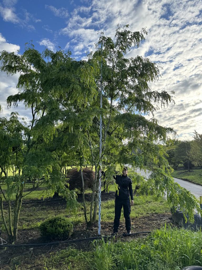 Gleditsia triacanthos 'Skyline'