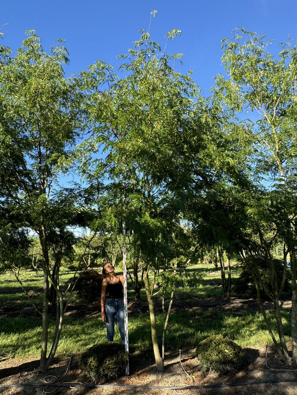 Gleditsia triacanthos 'Skyline'