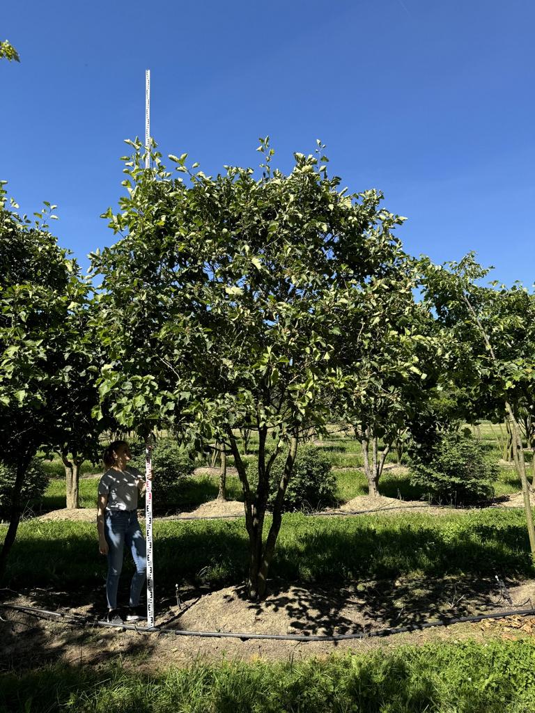 Crataegus coccinea Schirmform