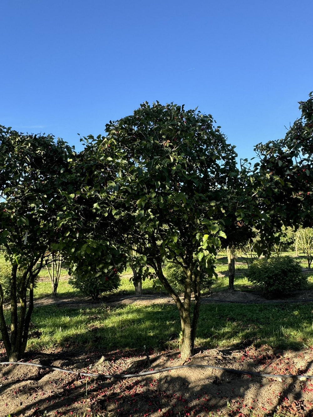 Crataegus coccinea Schirmform