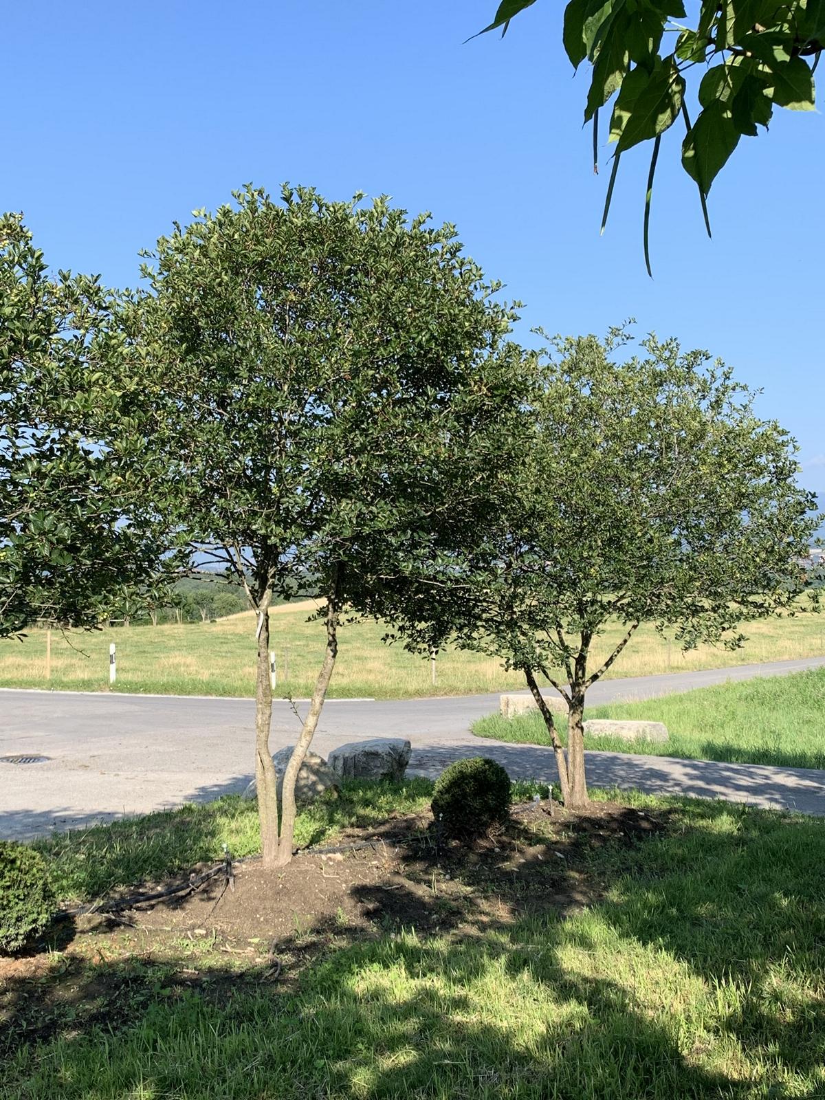 Crataegus coccinea Schirmform