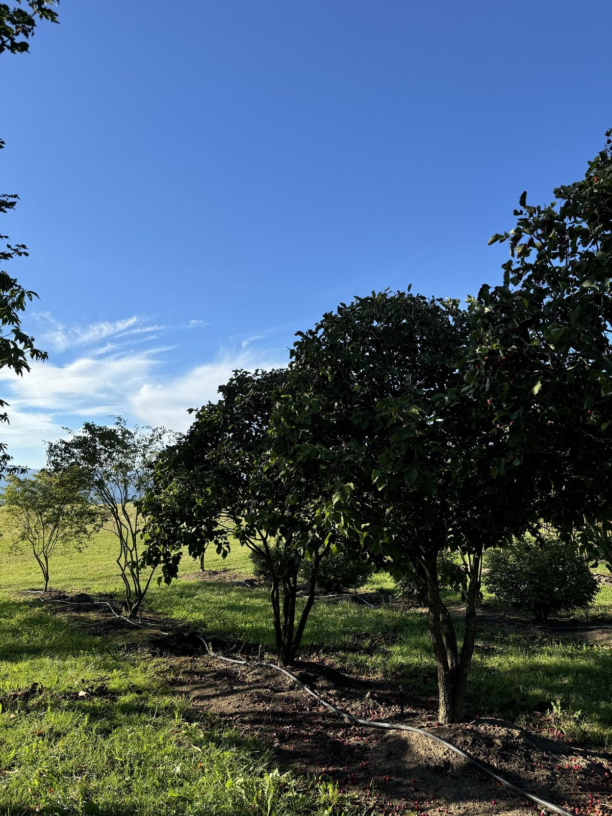 Crataegus coccinea Schirmform