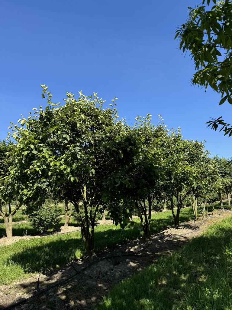 Crataegus coccinea Schirmform