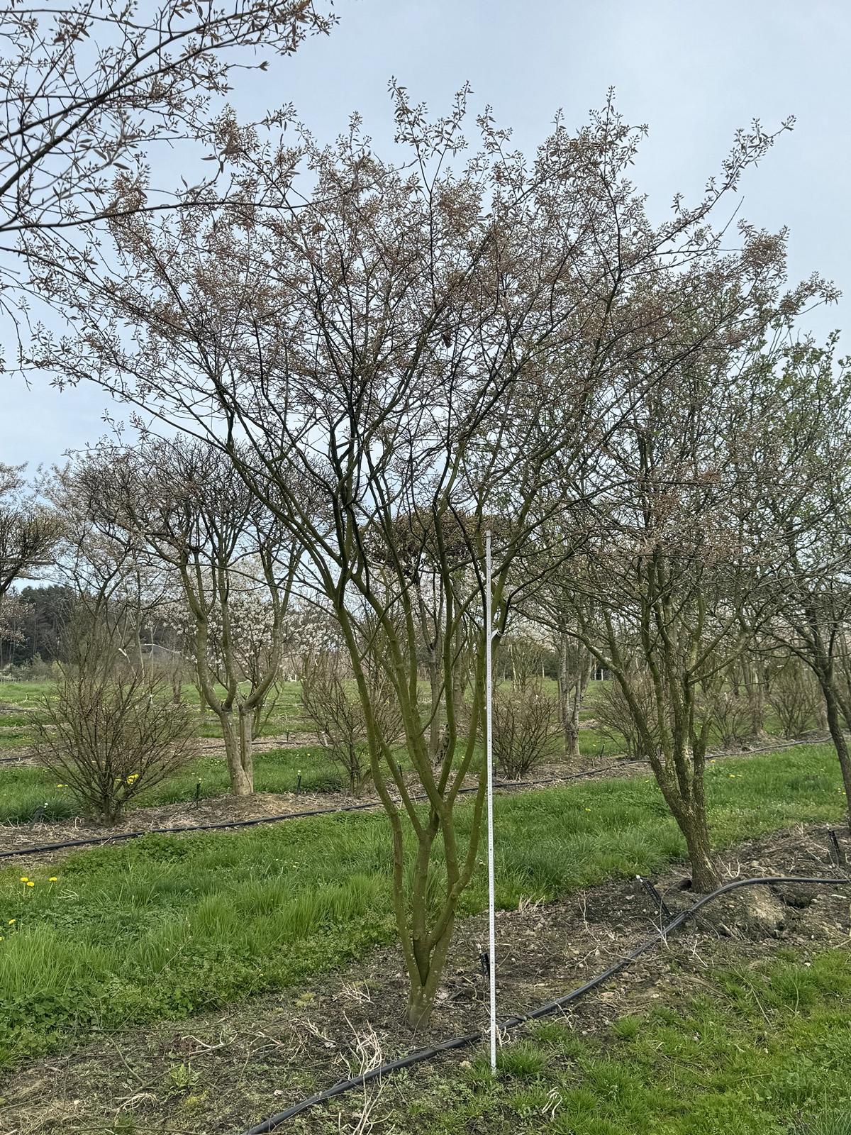 Crataegus coccinea Schirmform