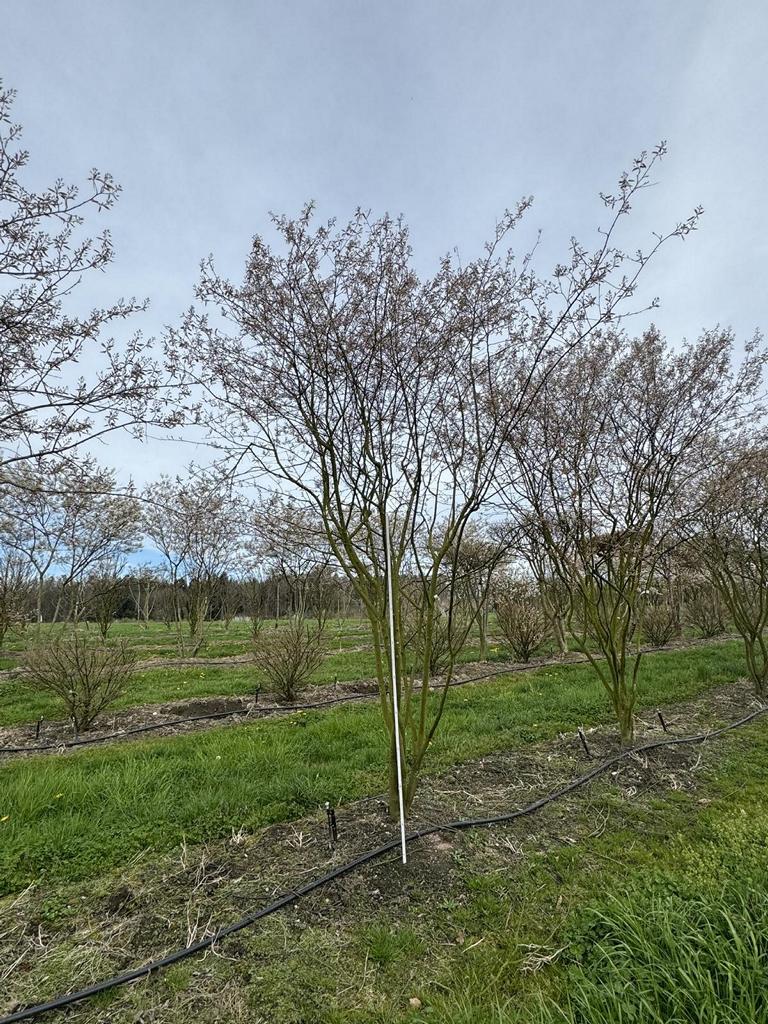 Amelanchier lamarckii Schirmform