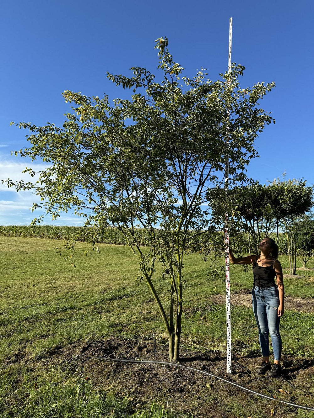 Amelanchier lamarckii Schirmform