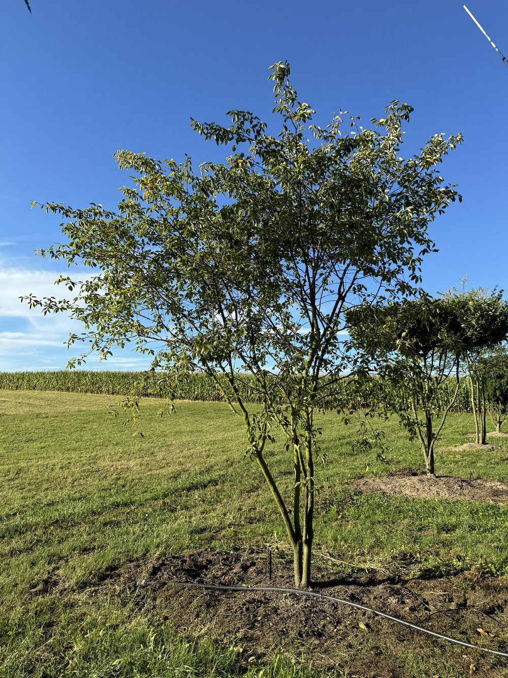 Amelanchier lamarckii Schirmform