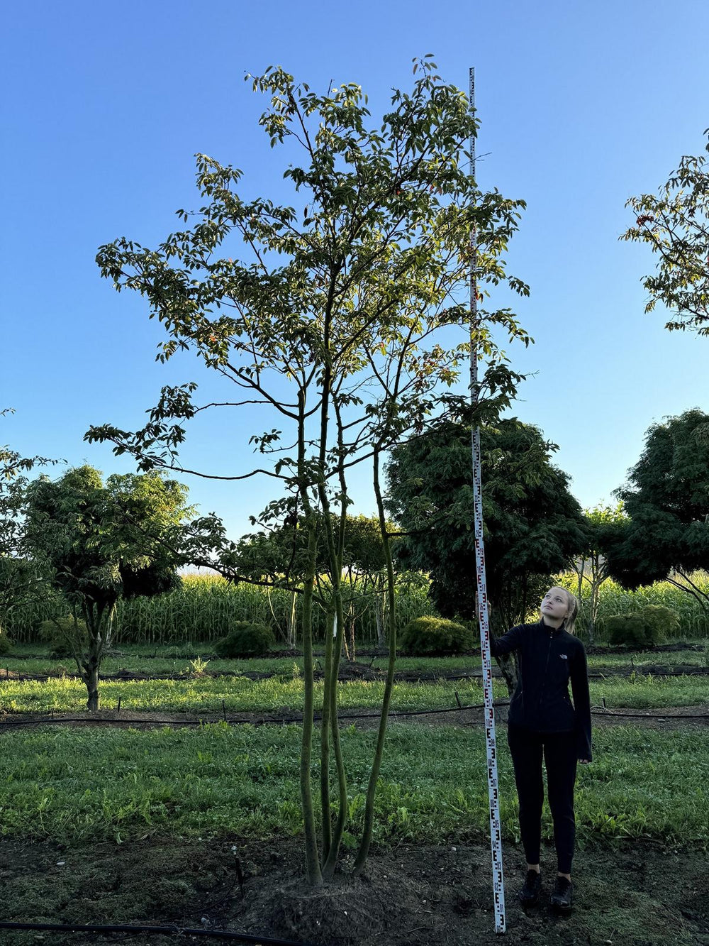 Amelanchier lamarckii