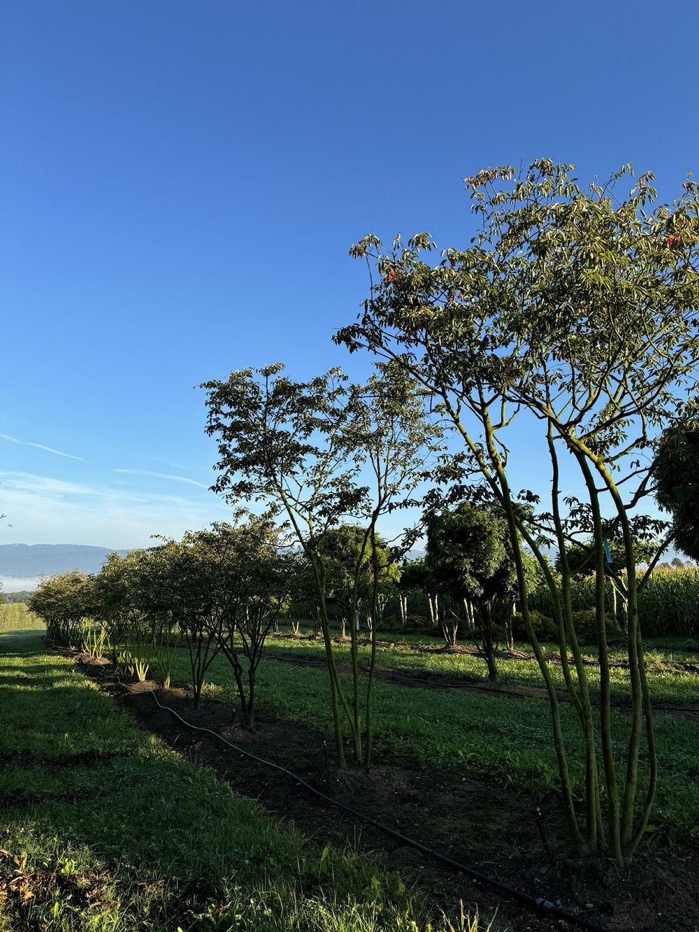 Amelanchier lamarckii