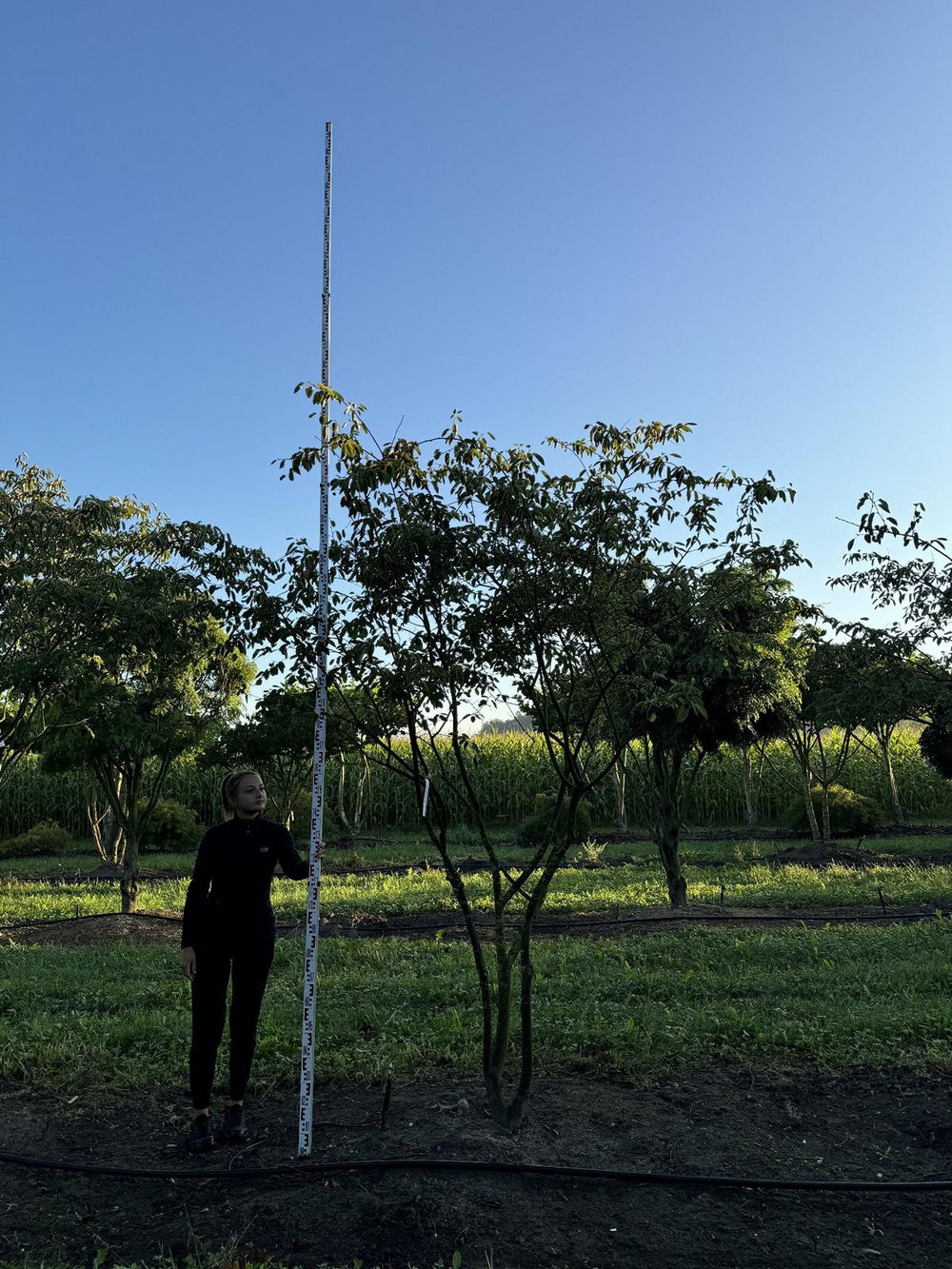 Amelanchier lamarckii Schirmform