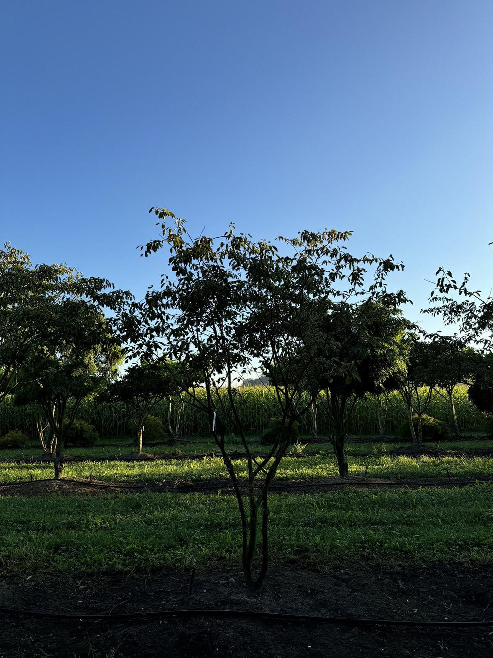 Amelanchier lamarckii Schirmform