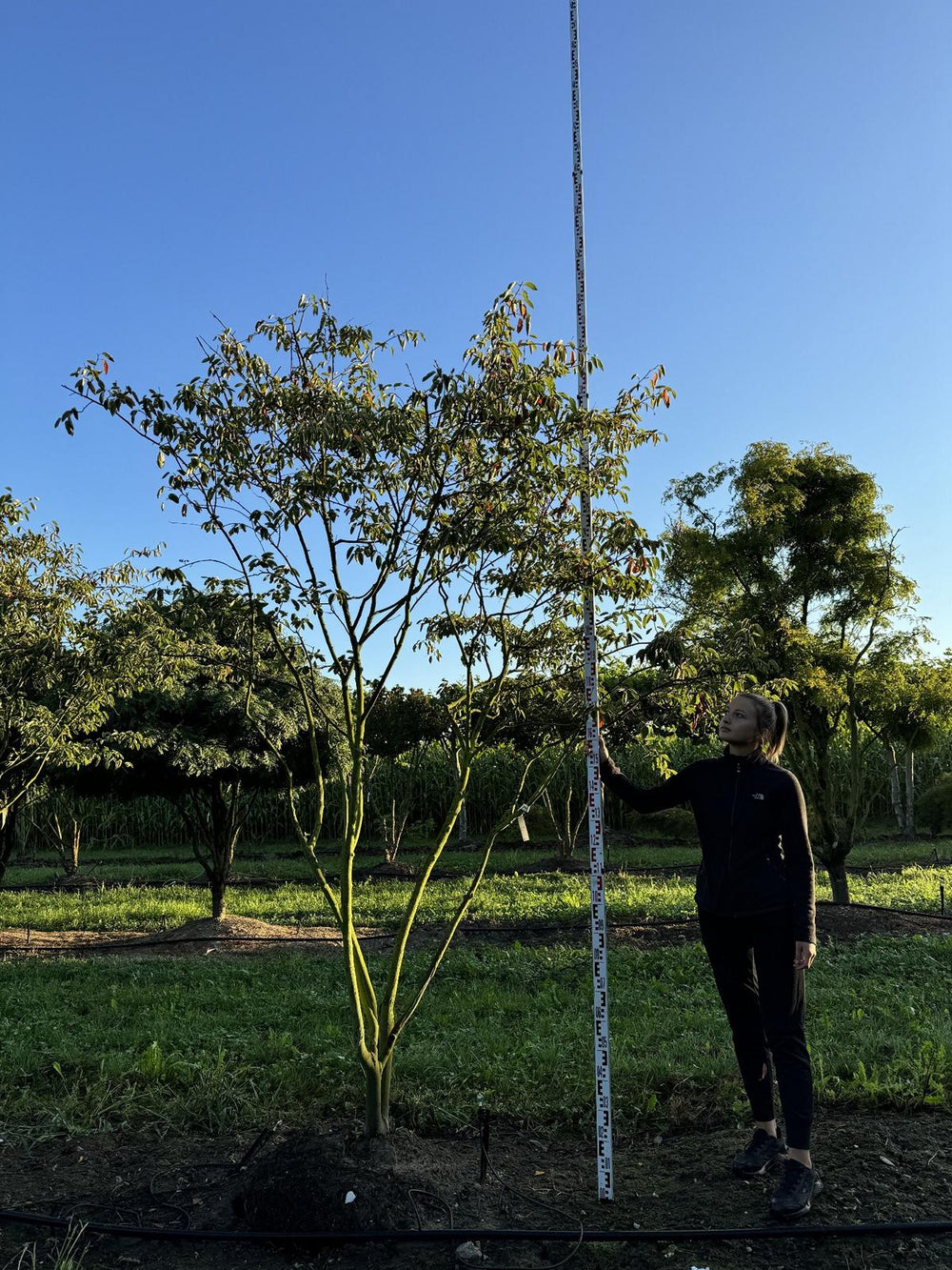 Amelanchier lamarckii Schirmform