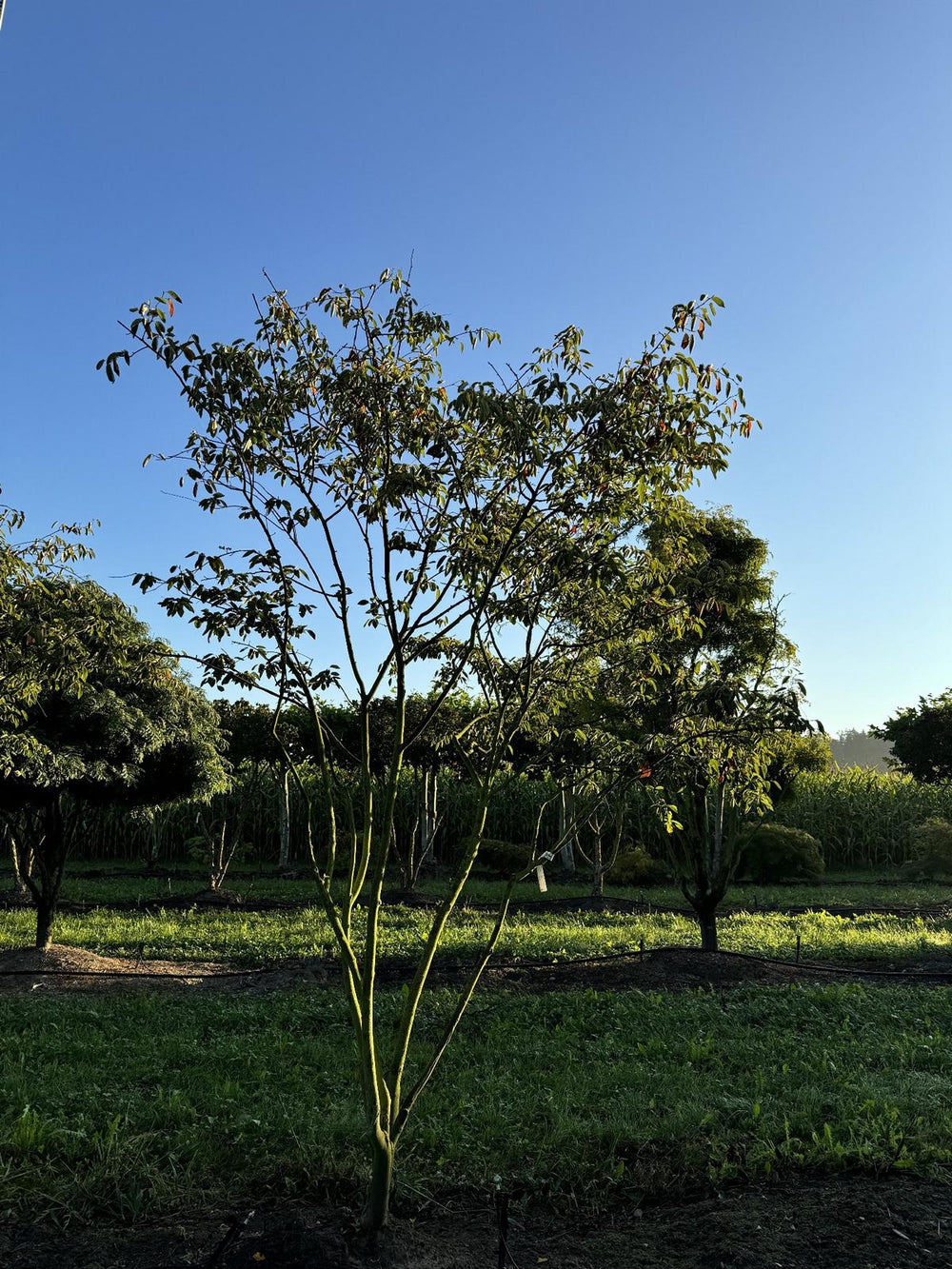 Amelanchier lamarckii Schirmform