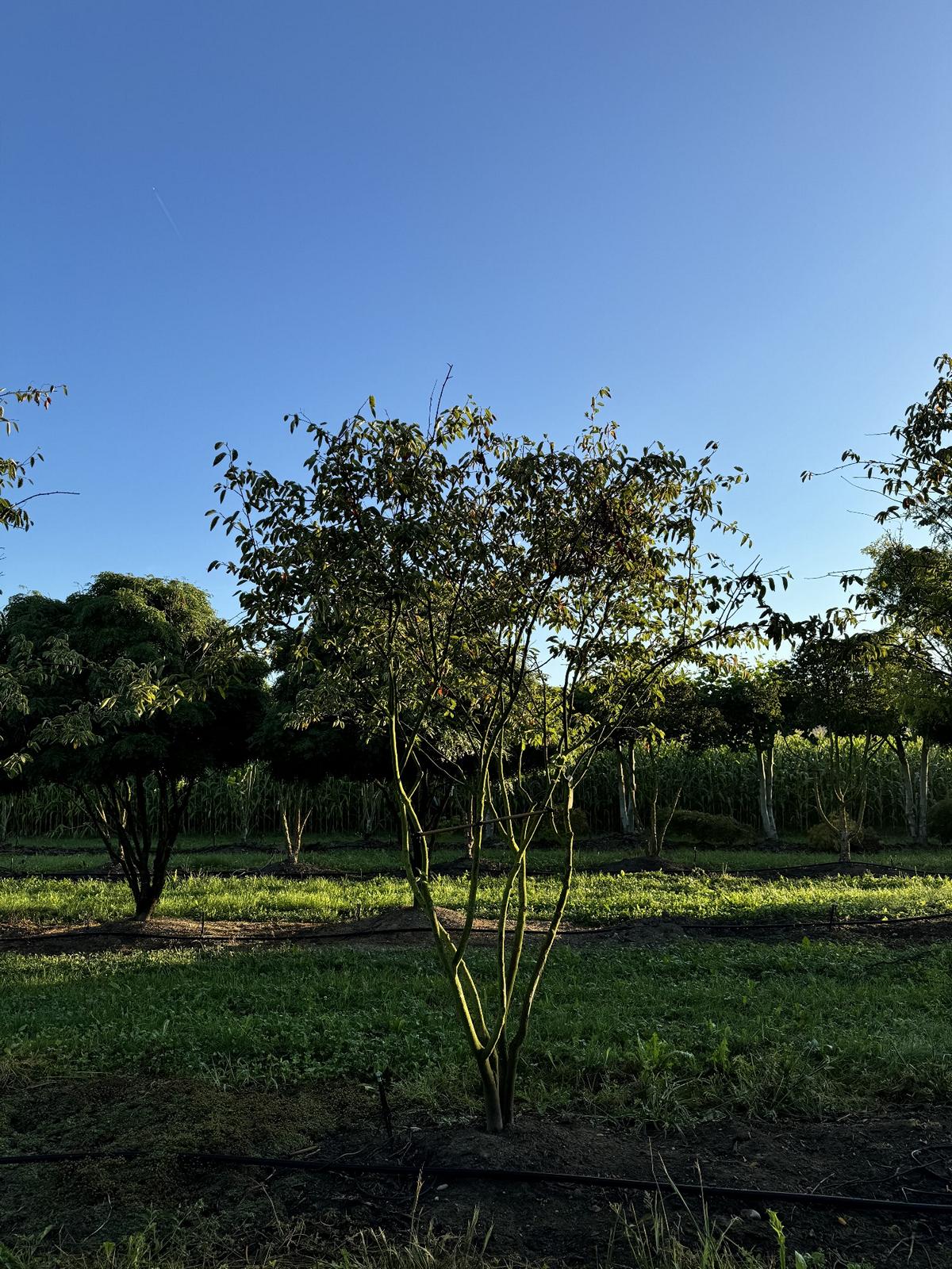 Amelanchier lamarckii Schirmform