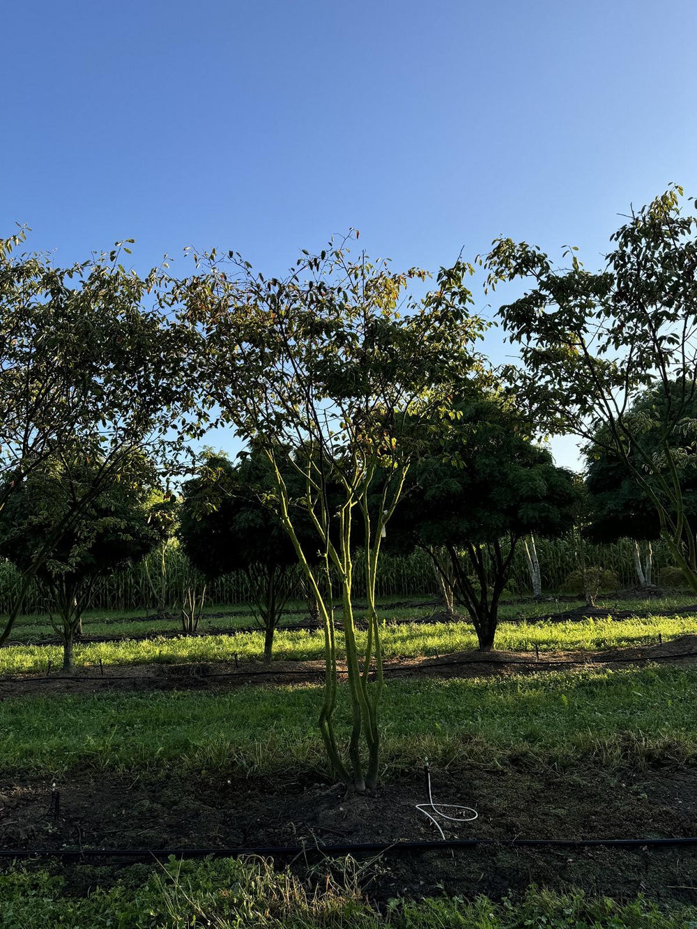 Amelanchier lamarckii Schirmform