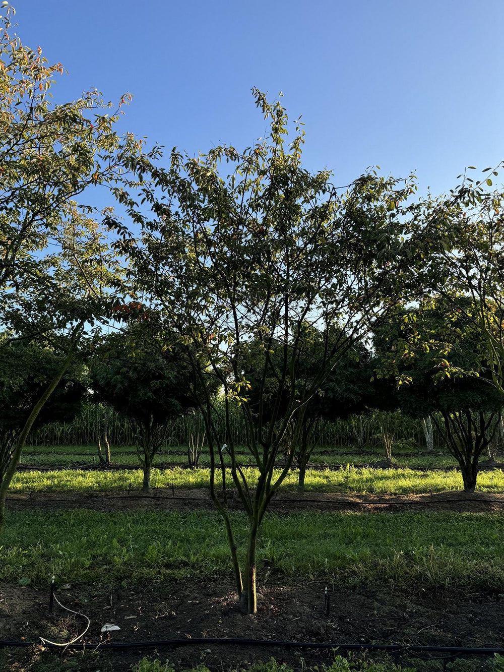 Amelanchier lamarckii Schirmform