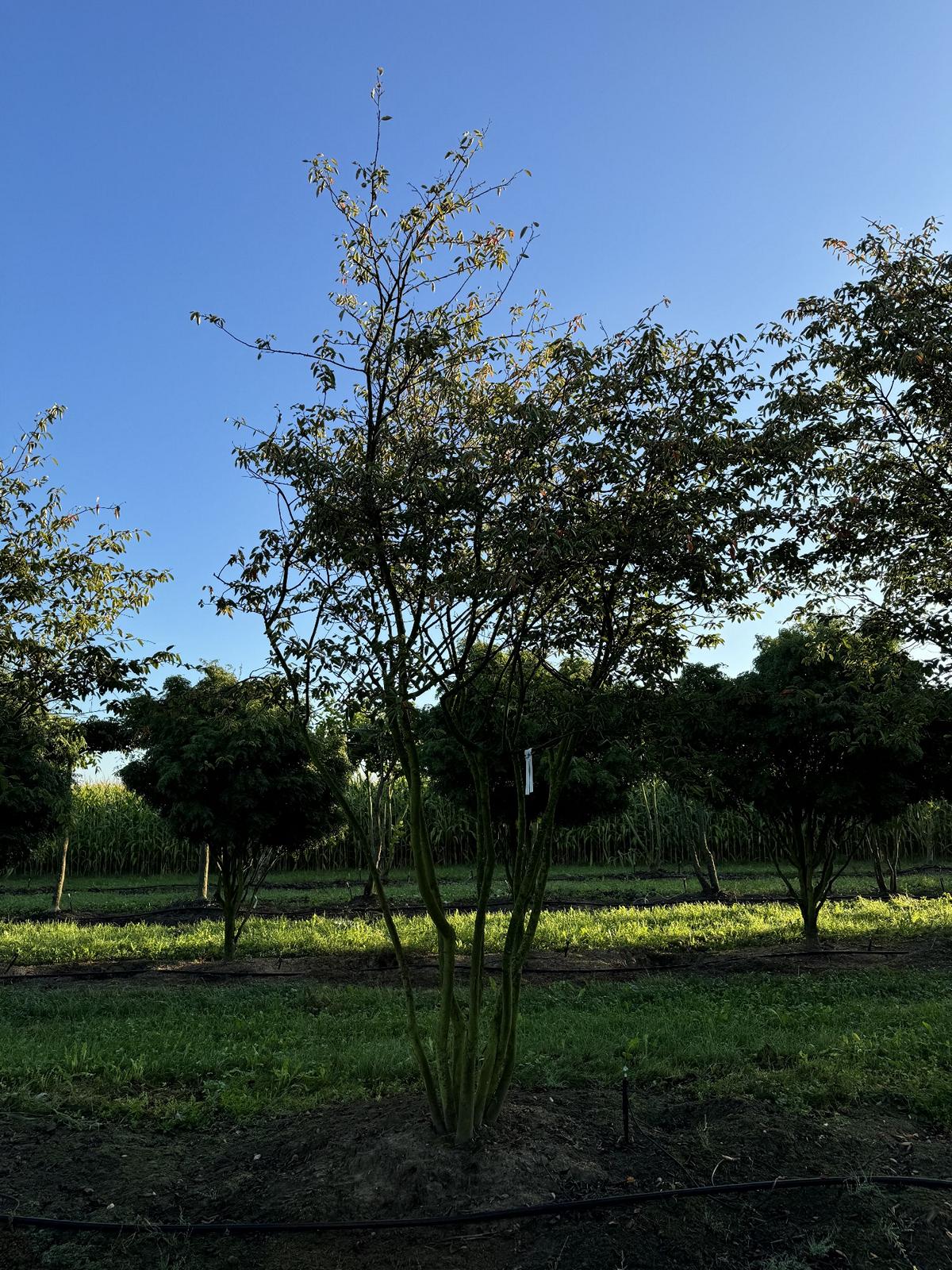 Amelanchier lamarckii Schirmform