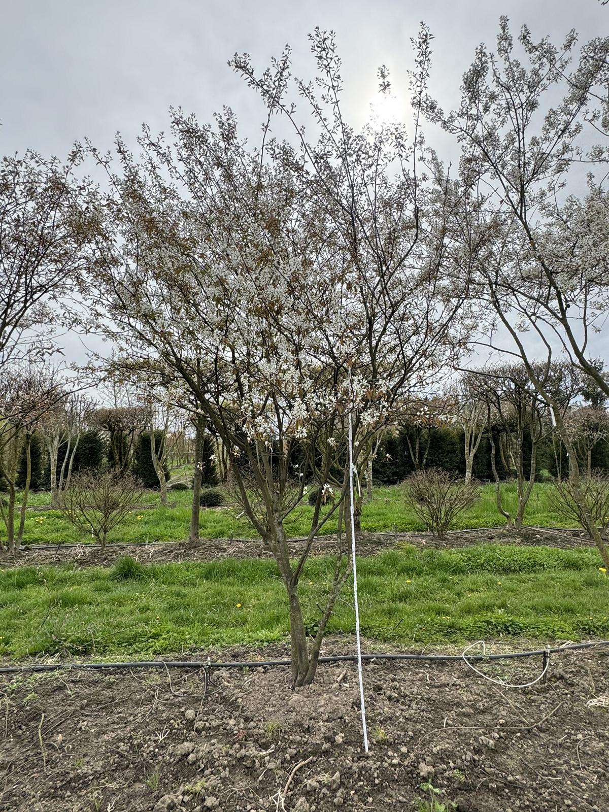 Amelanchier lamarckii Schirmform