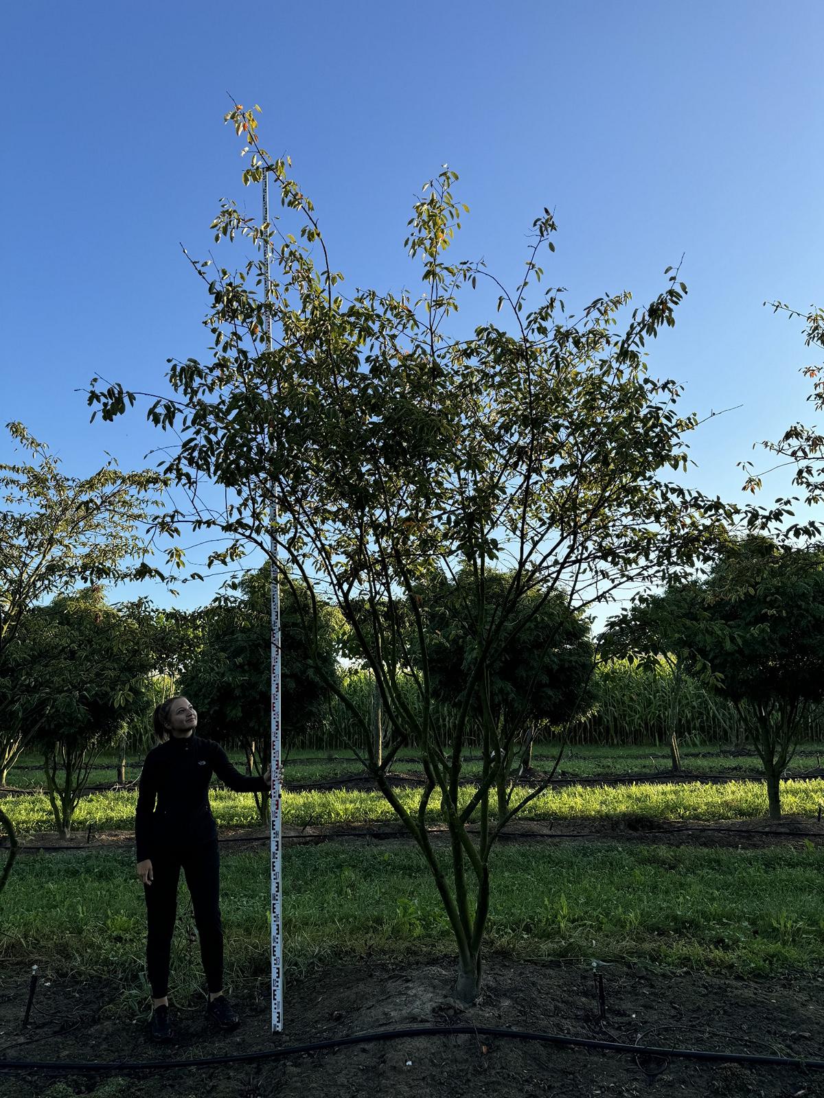 Amelanchier lamarckii Schirmform