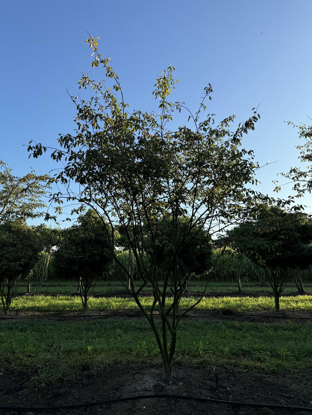 Amelanchier lamarckii Schirmform