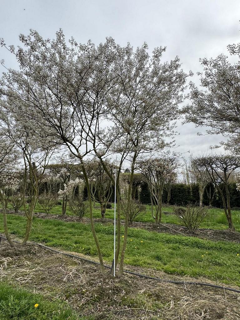 Amelanchier lamarckii