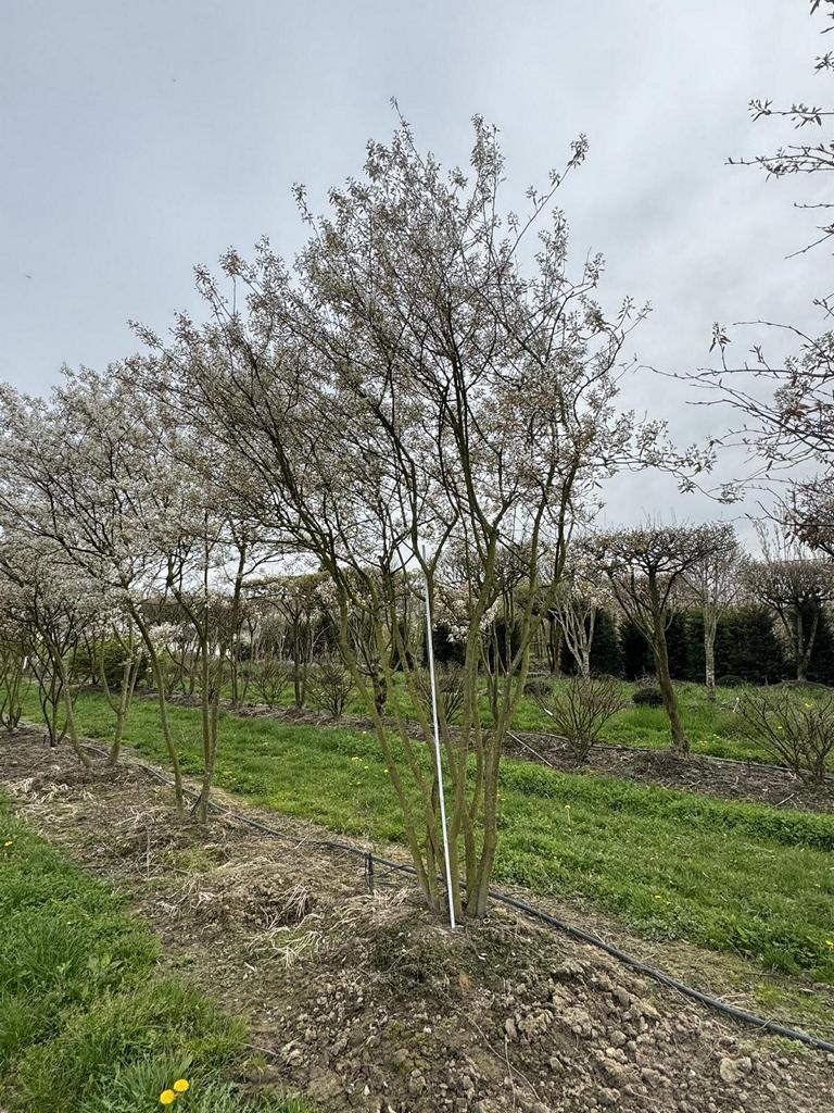 Amelanchier lamarckii Schirmform