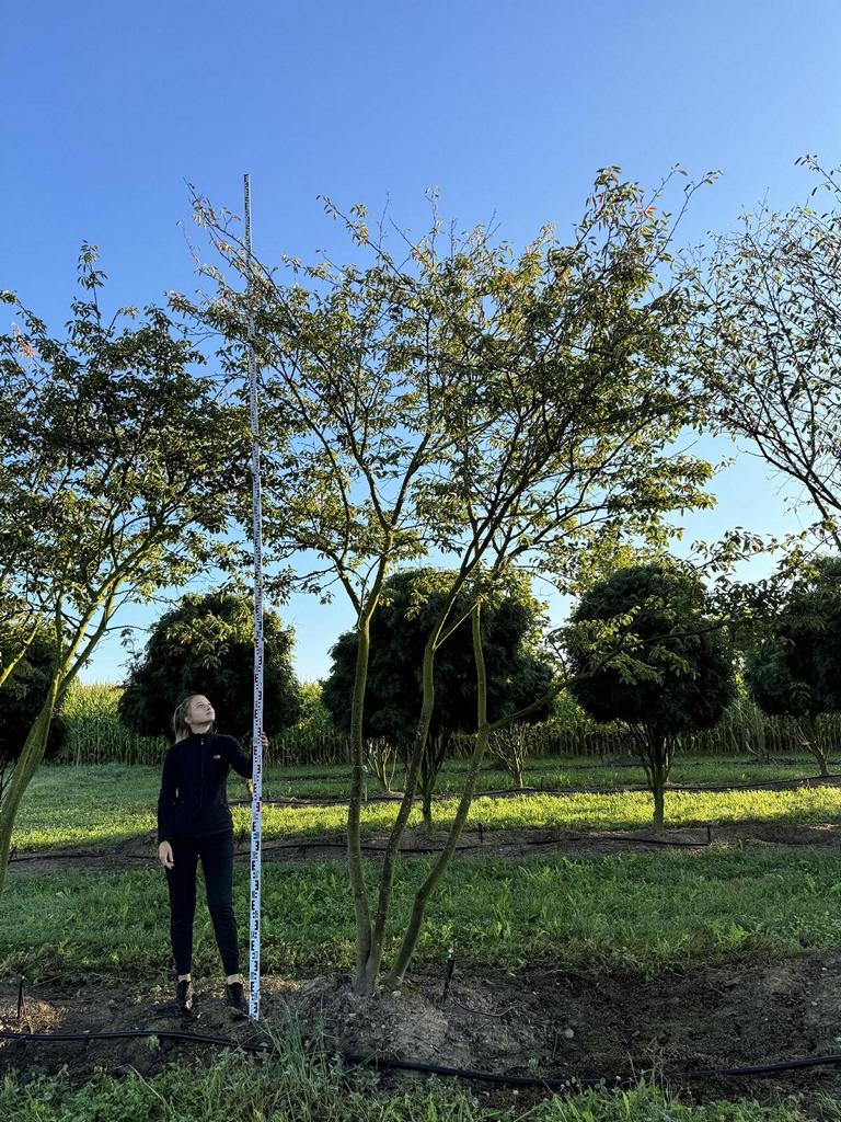 Amelanchier lamarckii