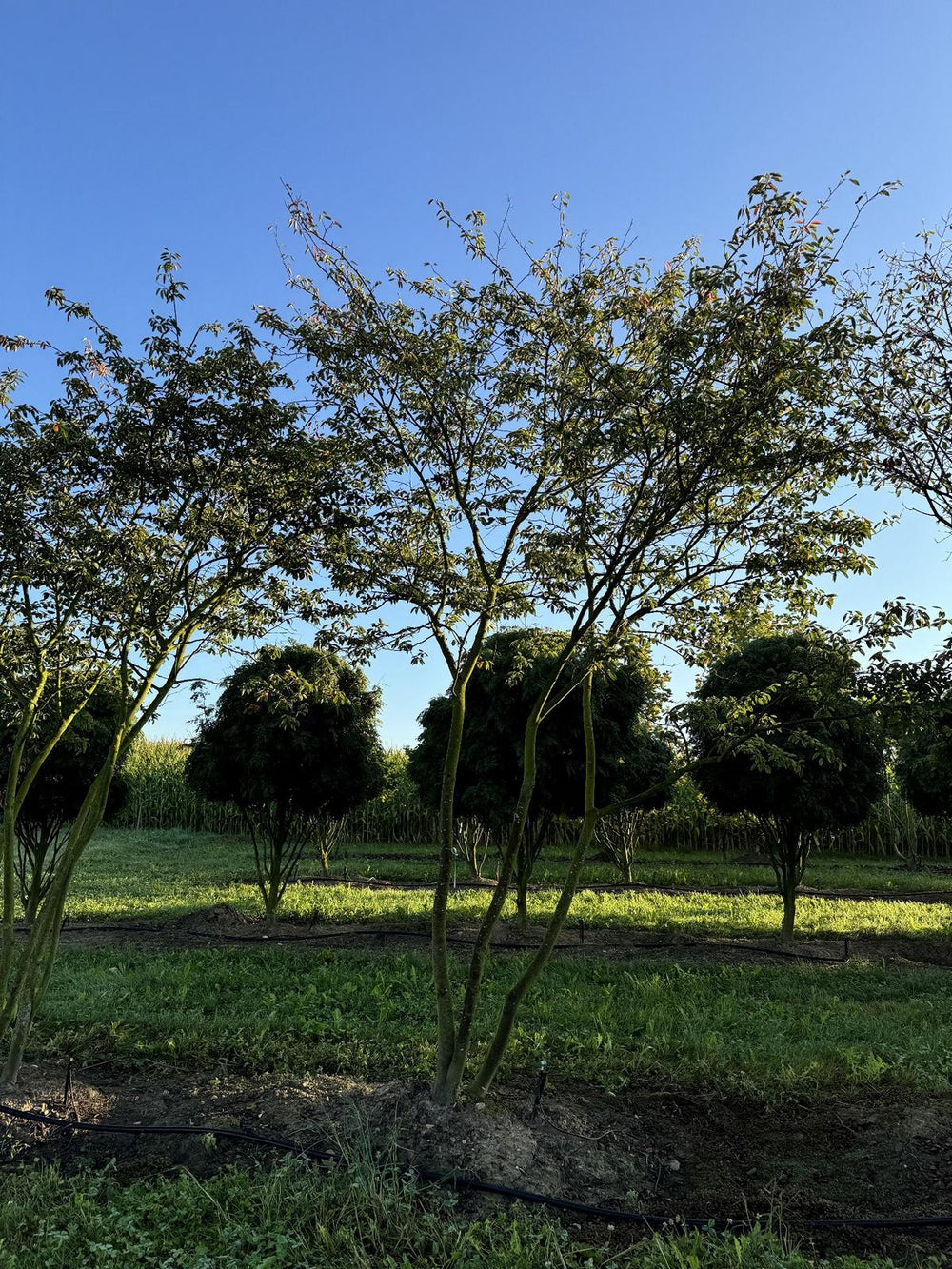 Amelanchier lamarckii Schirmform