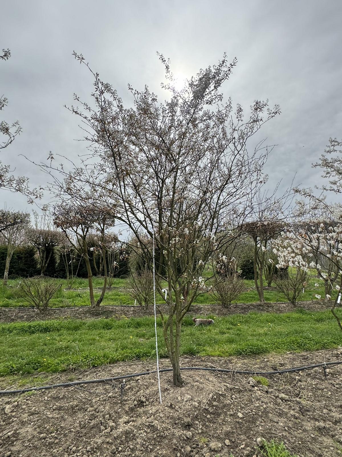 Amelanchier lamarckii Schirmform