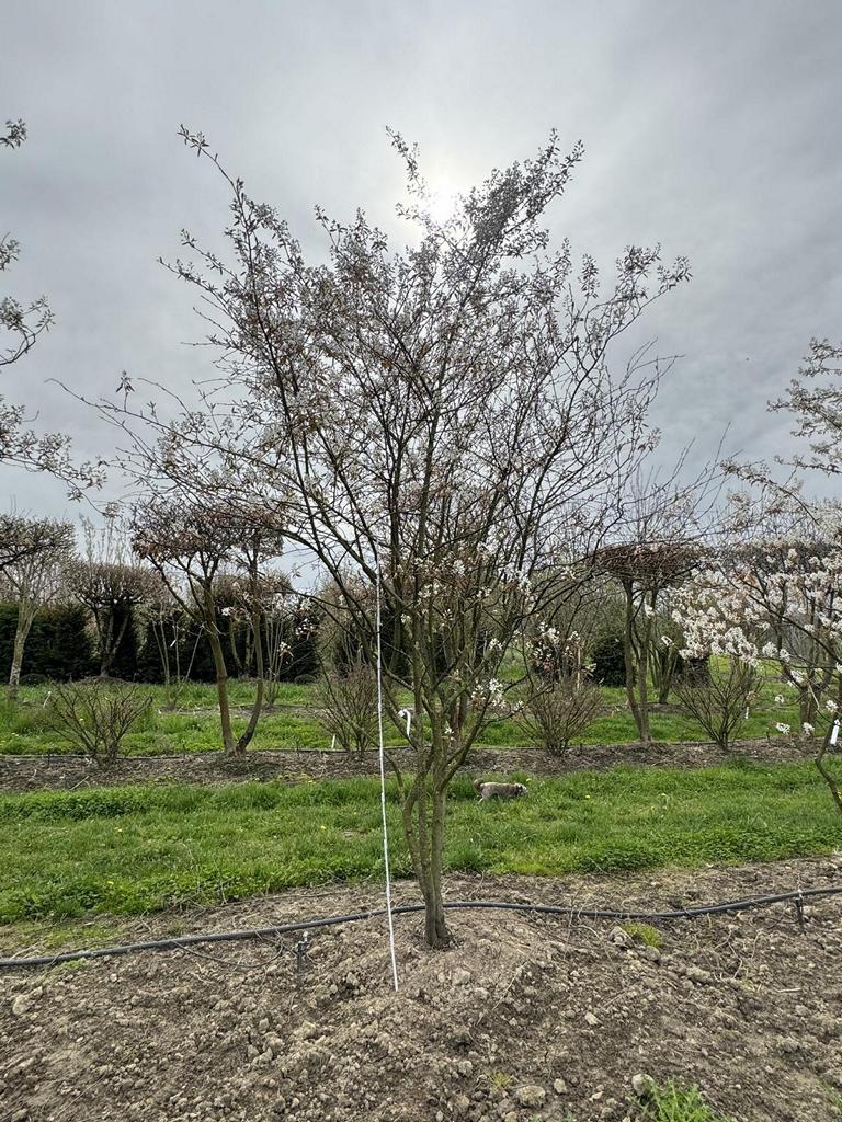 Amelanchier lamarckii
