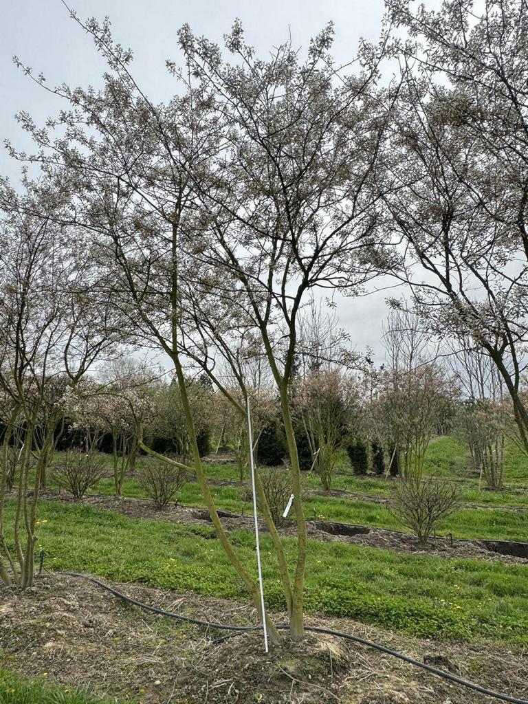 Amelanchier lamarckii Schirmform