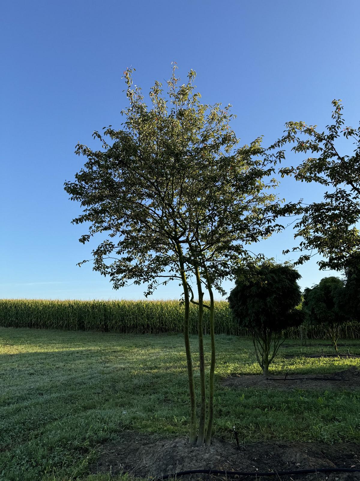 Amelanchier lamarckii Schirmform