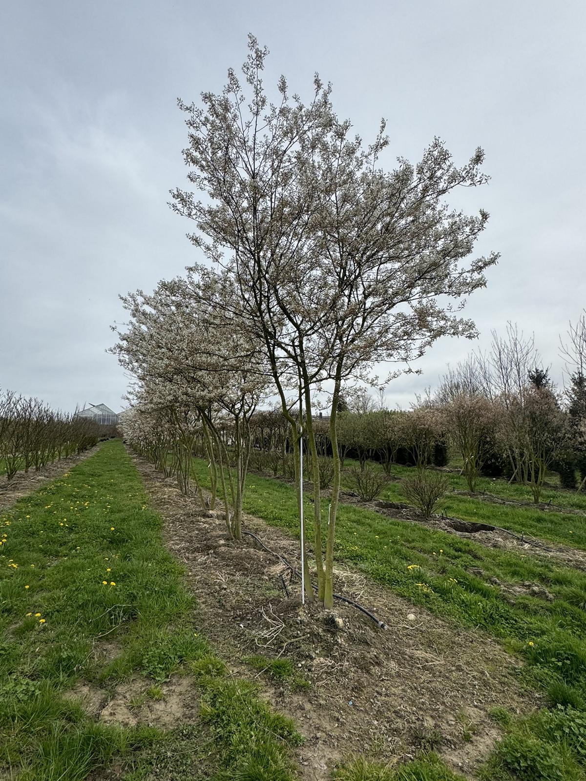 Amelanchier lamarckii Schirmform