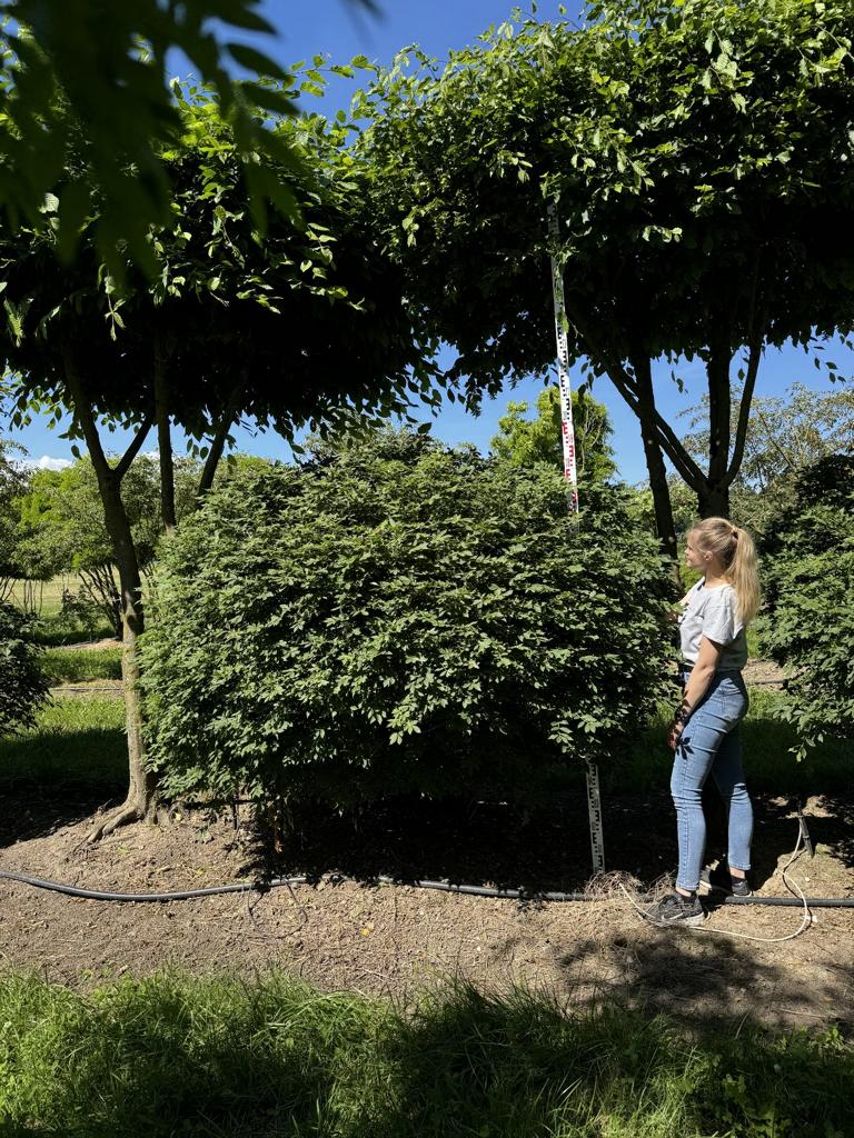 Euonymus alatus Kugel