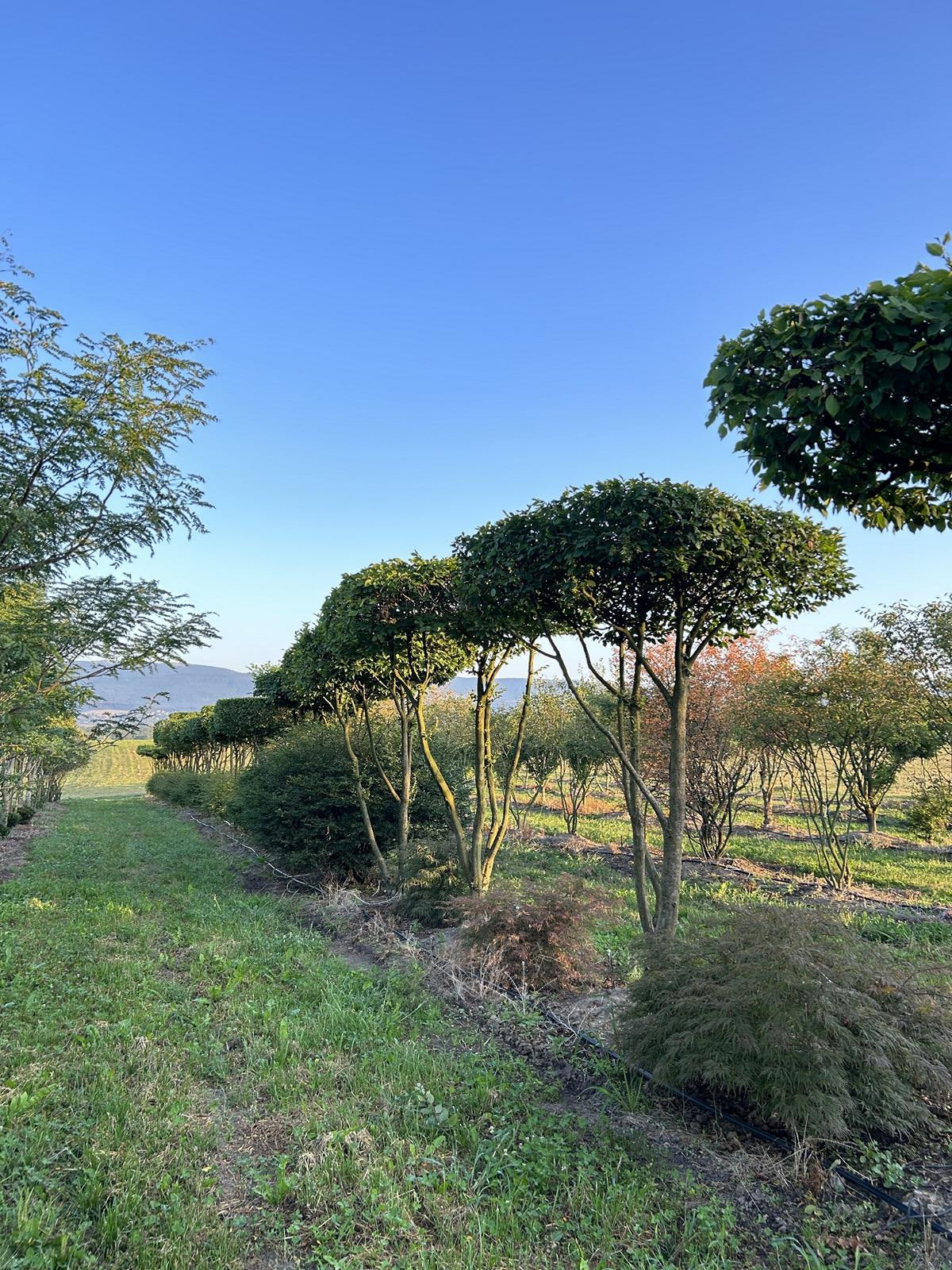 Carpinus betulus dachförmig