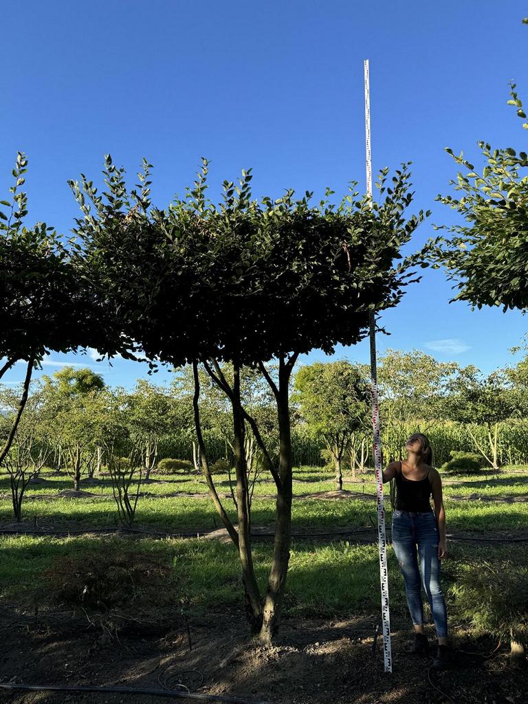 Carpinus betulus dachförmig