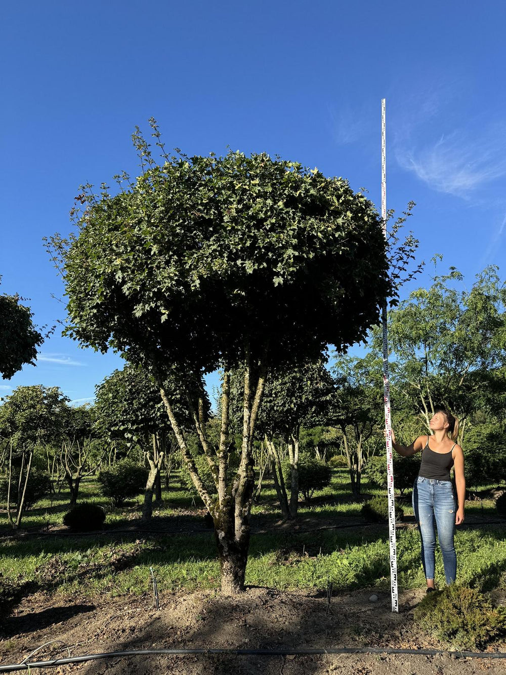 Acer campestre dachförmig