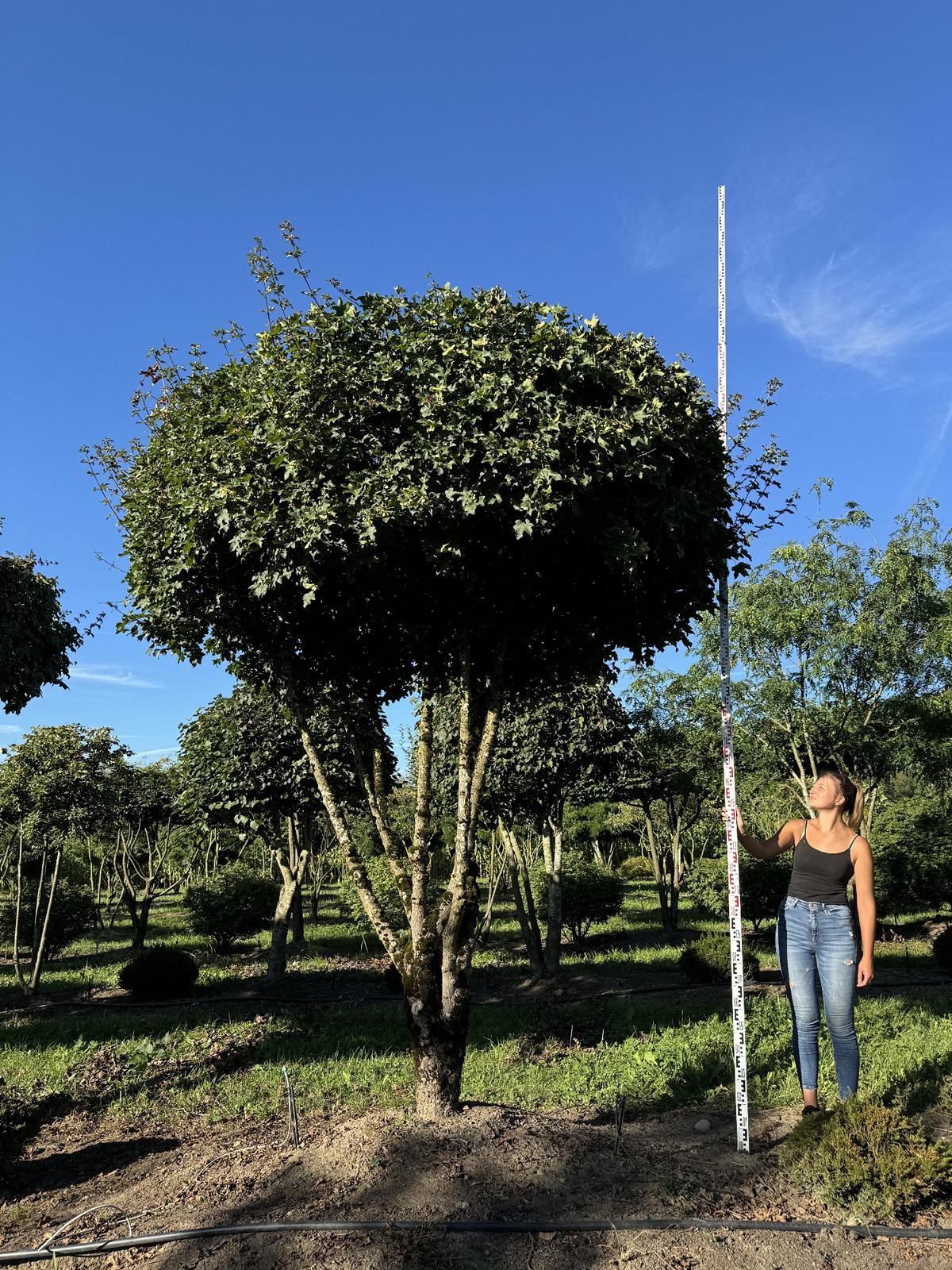 Acer campestre dachförmig