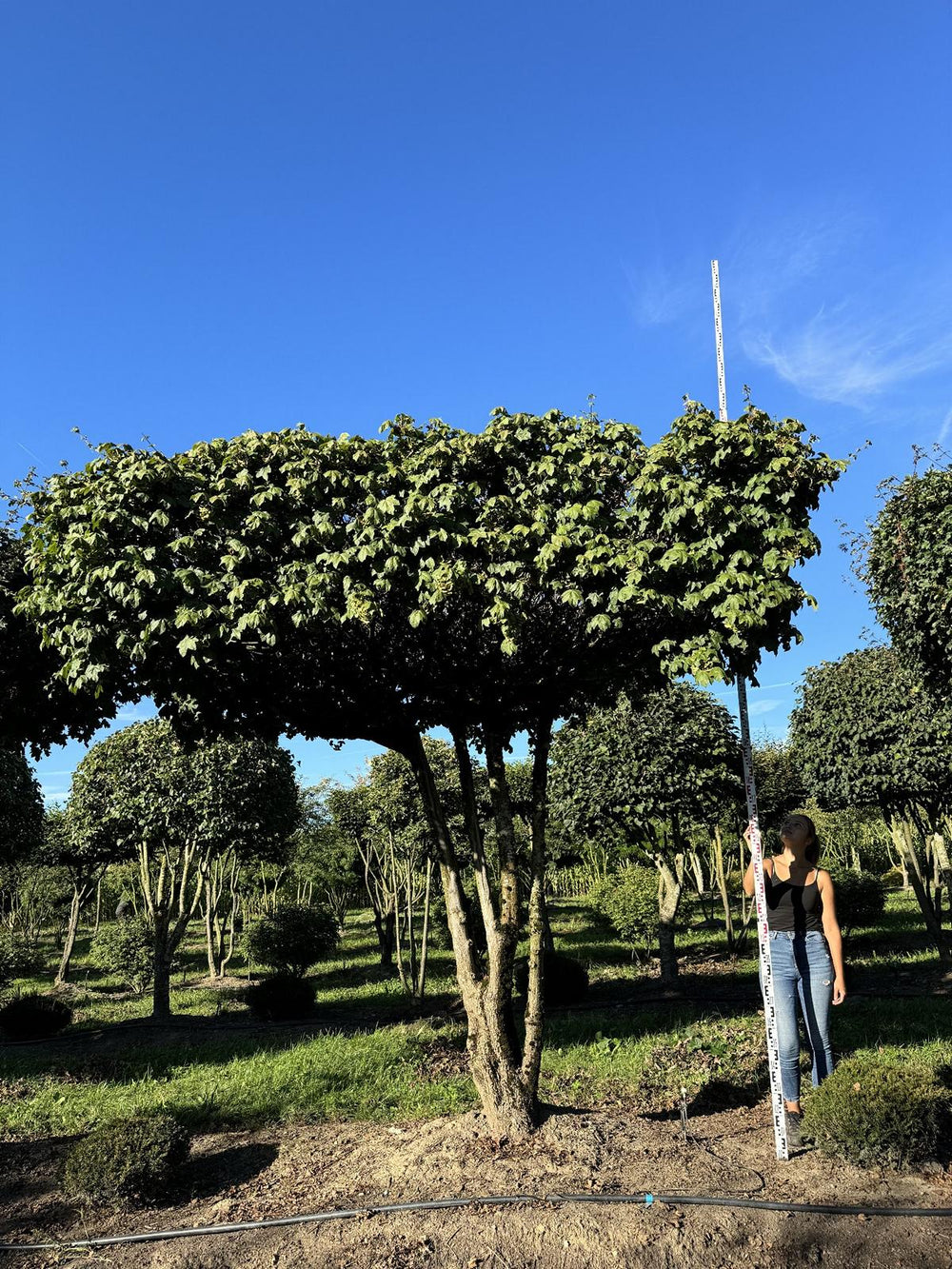 Acer campestre dachförmig