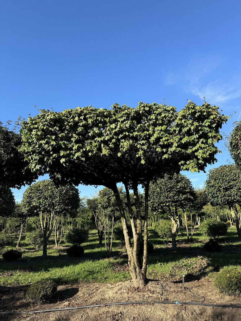 Acer campestre dachförmig